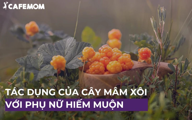 TÁC DỤNG CỦA CÂY MÂM XÔI VỚI PHỤ NỮ HIẾM MUỘN NHƯ NÀO?