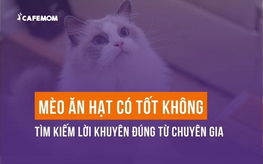 MÈO ĂN HẠT CÓ TỐT KHÔNG? TÌM KIẾM LỜI KHUYÊN ĐÚNG TỪ CHUYÊN GIA