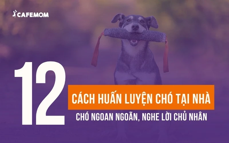 12+ CÁCH HUẤN LUYỆN CHÓ TẠI NHÀ NGOAN NGOÃN, NGHE LỜI THEO Ý CHỦ