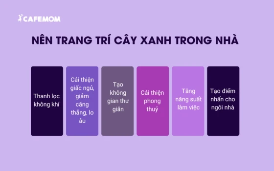 Vì sao nên trang trí cây xanh trong nhà