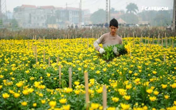 Một số làng hoa đẹp tại Hà Nội