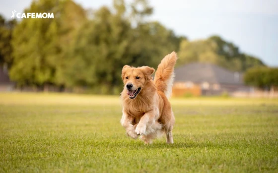 Golden Retriever sở hữu nụ cười hiền hậu, thân thiện