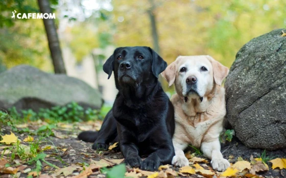 Labrador Retriever có thân hình săn chắc, khoẻ mạnh