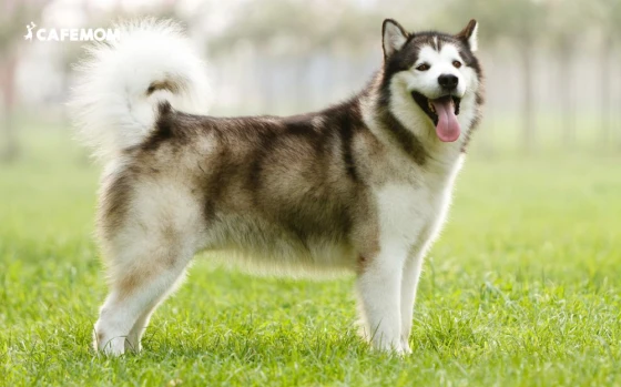 Alaska Malamute cần được nuôi ở môi trường thoáng mát