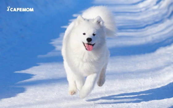 Chó Samoyed với bộ lông trắng muốt, mềm mịn