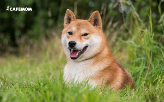 Chó Shiba Inu là giống chó đến từ Nhật Bản