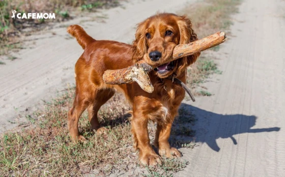 Cocker Spaniel có bộ lông dài và xoăn nhẹ