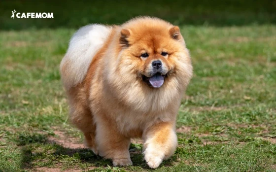 Chow Chow đáng yêu như cái tên của loại chó này