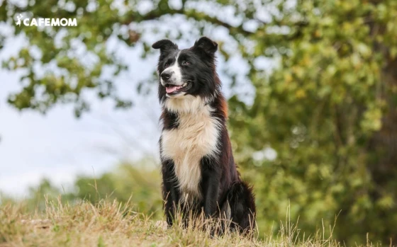 Giống chó Border Collie nổi tiếng với bộ lông dài, xù