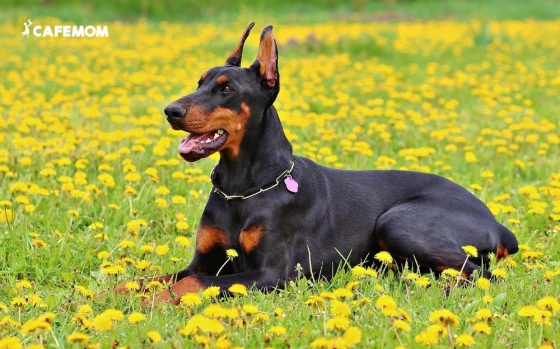 Doberman luôn rất trung thành và có khả năng bảo vệ chủ nhân