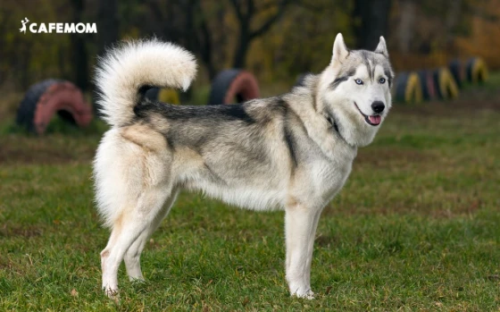 Husky Siberian cực kỳ thân thiện và tinh nghịch