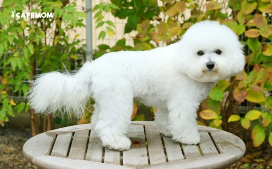 Bichon Frise tuy không quá nổi tiếng nhưng cũng cực kỳ dễ nuôi ở Việt Nam