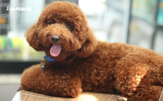 Chó Poodle tính cách thân thiện, vui vẻ