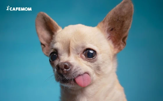 Chihuahua có kích thước khá nhỏ