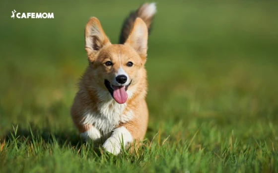 Corgi giống chó chân ngắn đáng yêu