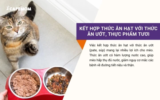 Kết hợp thức ăn hạt với thức ăn ướt, thực phẩm tươi