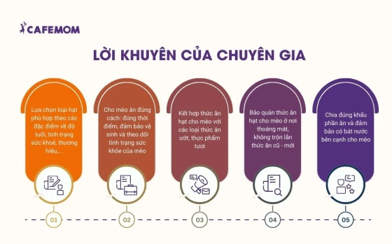 Lời khuyên từ chuyên gia để sử dụng thức ăn hạt cho mèo đúng cách