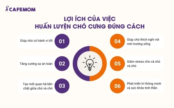 Huấn luyện chó đúng cách mang lại nhiều lợi ích