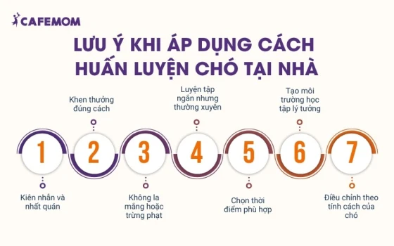 Lưu ý khi áp dụng cách huấn luyện chó tại nhà