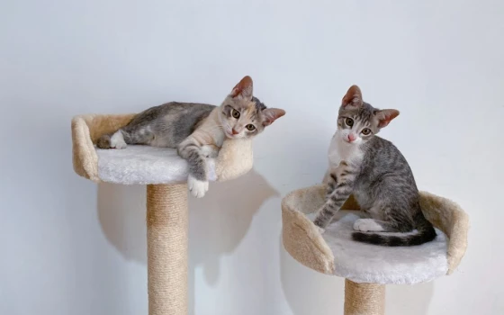 Cây mèo leo (Cat tree)